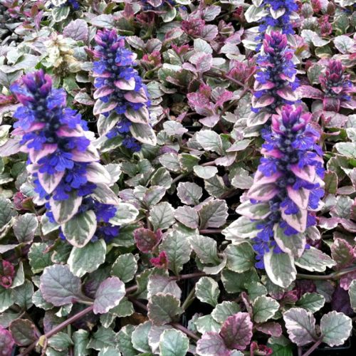 Ajuga
