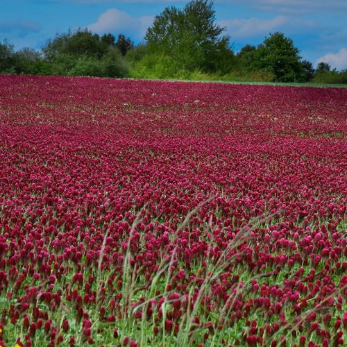 Crimson Clover