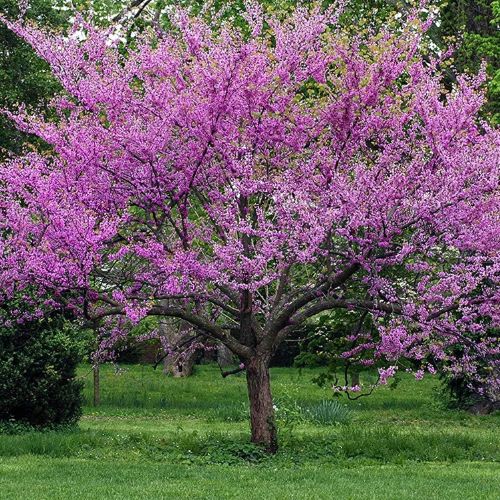 Purple Flowering Eastern Redbud Tree