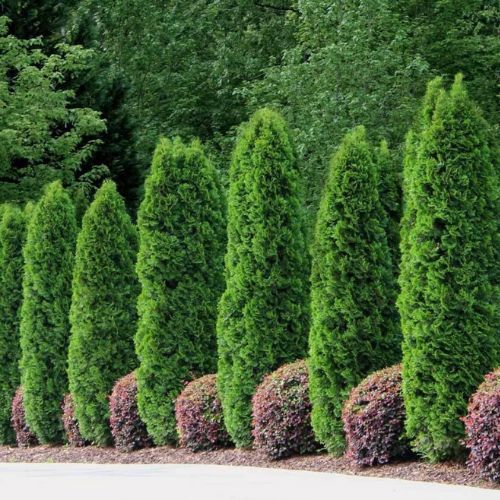 Emerald Green Arborvitae