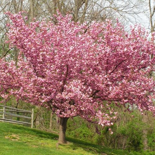 Kwanzan Cherry Blossom Tree 