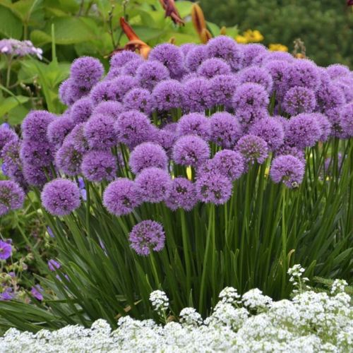 Millenium Allium Flower Purple Flower