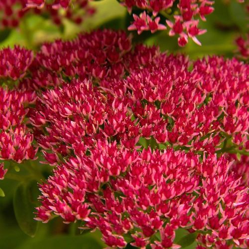 Perennial Sedum