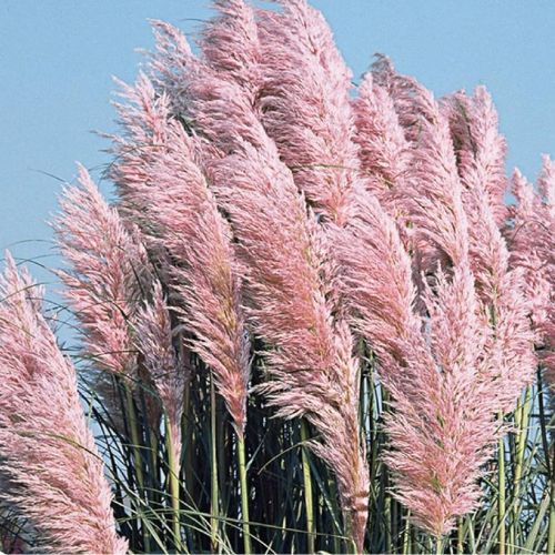 Pink Pampas Ornamental Grass