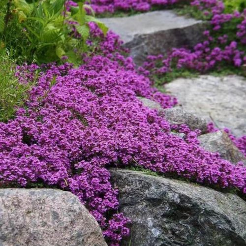 Purple Creeping Thyme