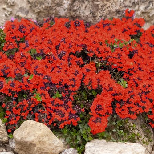 Red Creeping Thyme