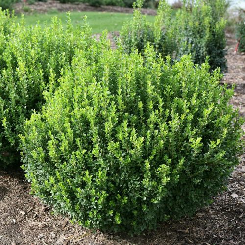 Sprinter Boxwood