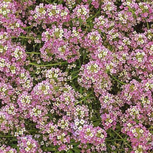 Sweet Alyssum