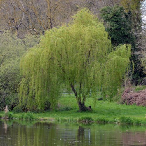 Willow Tree